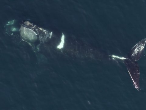 BaleinIdées: un modèle encourageant pour la protection d&rsquo;espèces en péril