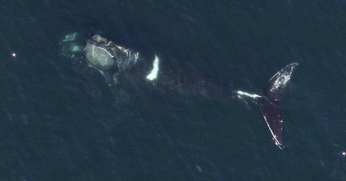 BaleinIdées: un modèle encourageant pour la protection d&rsquo;espèces en péril