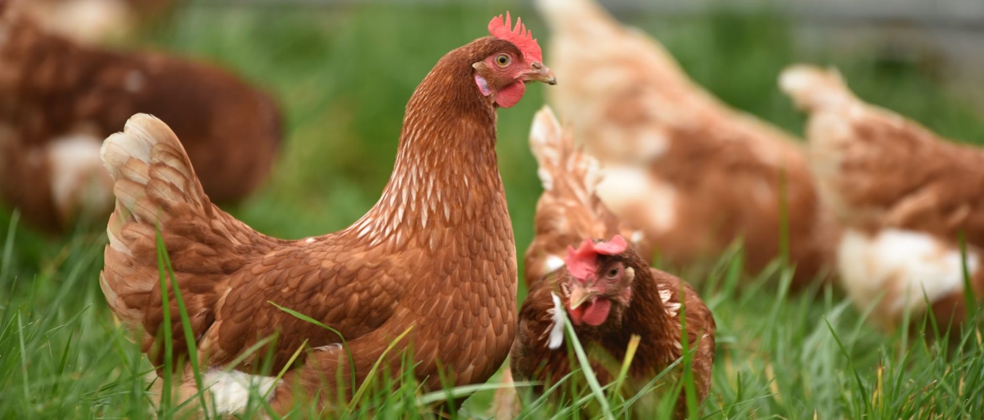 Intelligence artificielle : attention aux bien-être des animaux