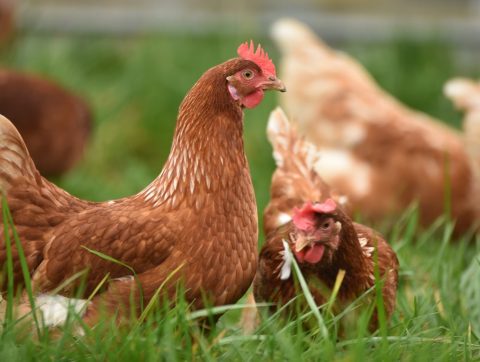 Intelligence artificielle : attention aux bien-être des animaux