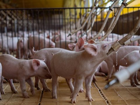 Viande : Face aux nouvelles habitudes de consommation, la filière animale tente de se réinventer