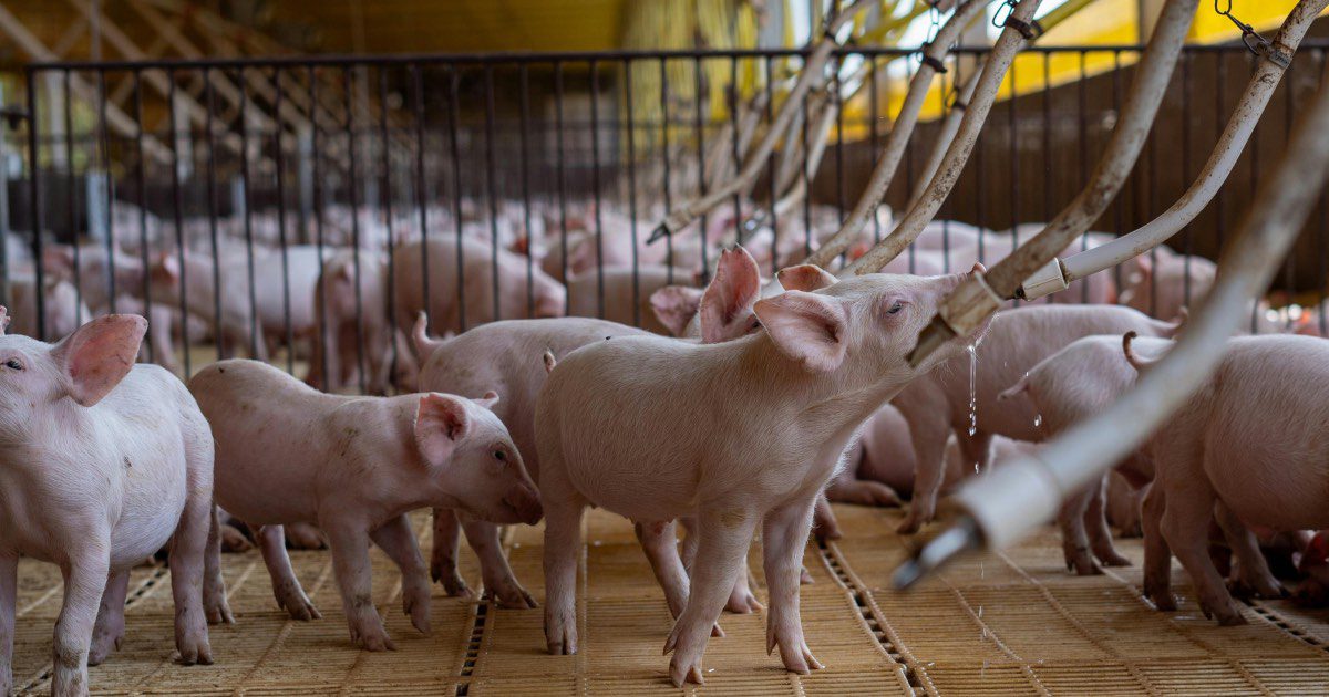Viande : Face aux nouvelles habitudes de consommation, la filière animale tente de se réinventer